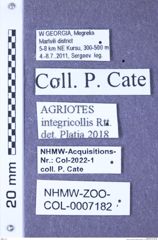 Etiketten zu Agriotes integricollis (Reitter, 1911) (NHMW-ZOO-COL-0007182)